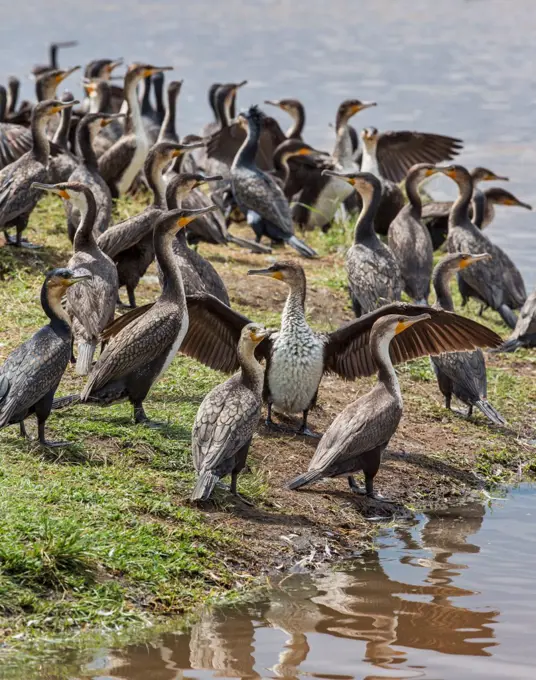 Long tailed Cormorants on the shores of Lake Nakuru, Kenya