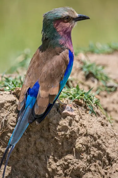 A Lilac breasted Roller at Lake Nakuru, Kenya