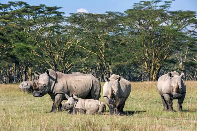 White Rhinos at Lake Nakuru, Kenya