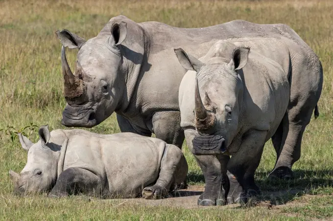 A family of White Rhinos at Lake Nakuru, Kenya