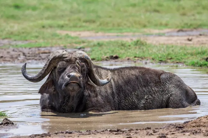 A Buffalo in a mud wallow at Lake Nakuru, Kenya