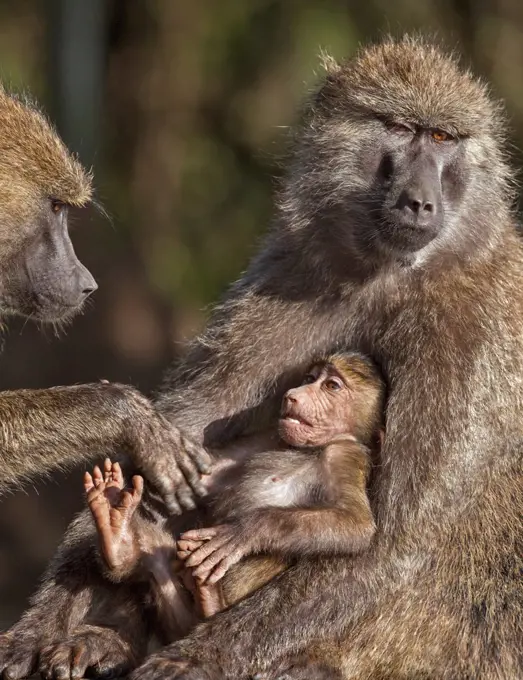 Olive Baboons at Lake Nakuru, Kenya