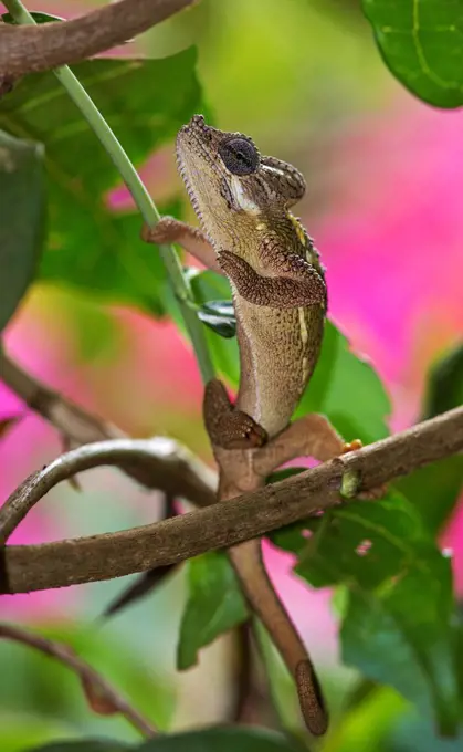 A one horned Chameleon, Kenya