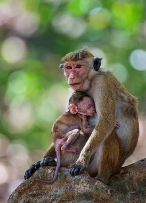 A Toque macaque monkey feeding its baby at Mihintale, Sri Lanka