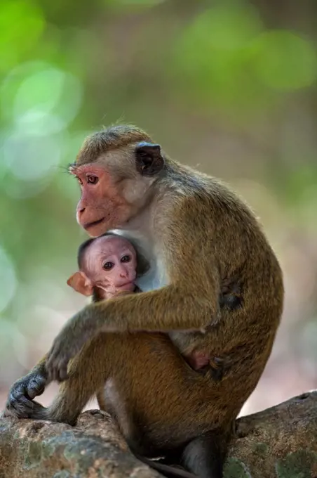 A Toque macaque monkey feeding its baby at Mihintale, Sri Lanka