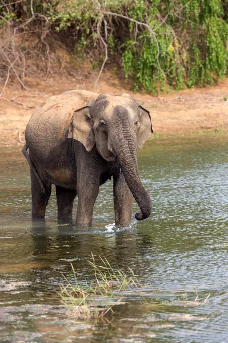 An Indian elephant drinks at a waterhole in Yala National Park, Sri Lanka