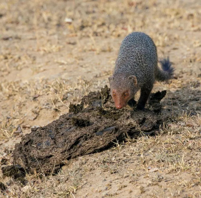 A Ruddy mongoose in Yala National Park, Sri Lanka