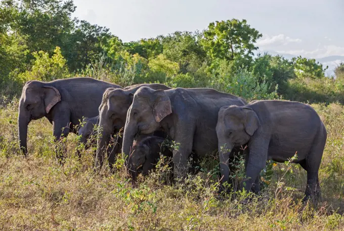 Elephants in Udawalawe National Park, Sri Lanka