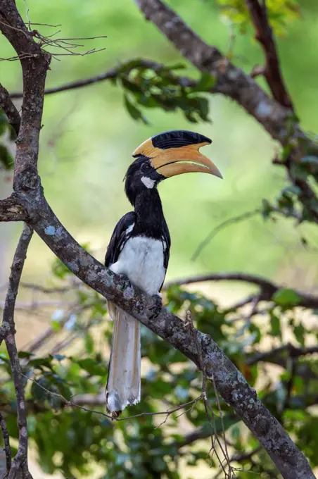 A Malabar Pied Hornbill in Udawalawe National Park, Sri Lanka