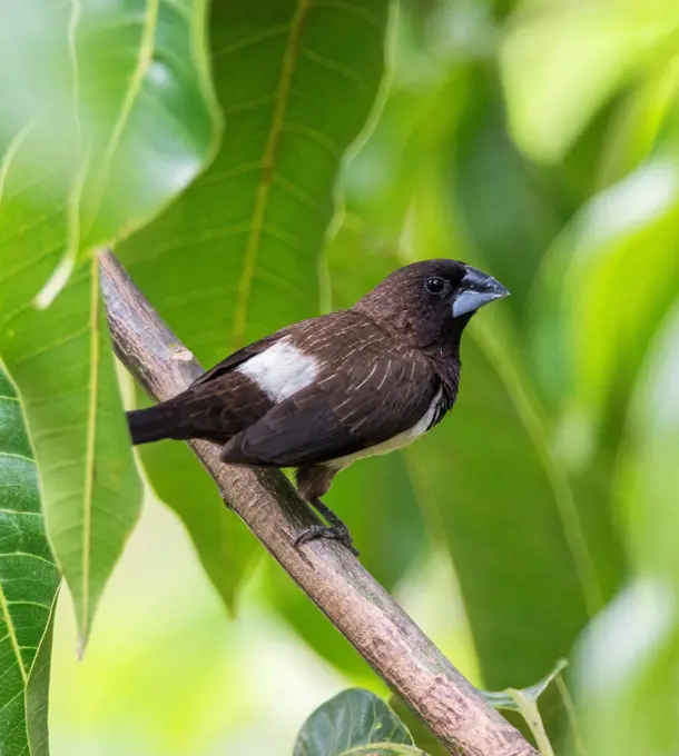 A White rumped Munia in Udawalawe National Park, Sri Lanka