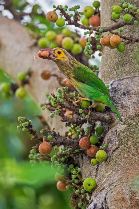 A beautiful Brown headed Barbet eating wild figs in Udawalawe, Sri Lanka