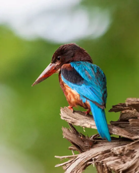 A White breasted Kingfisher in Udawalawe National Park, Sri Lanka