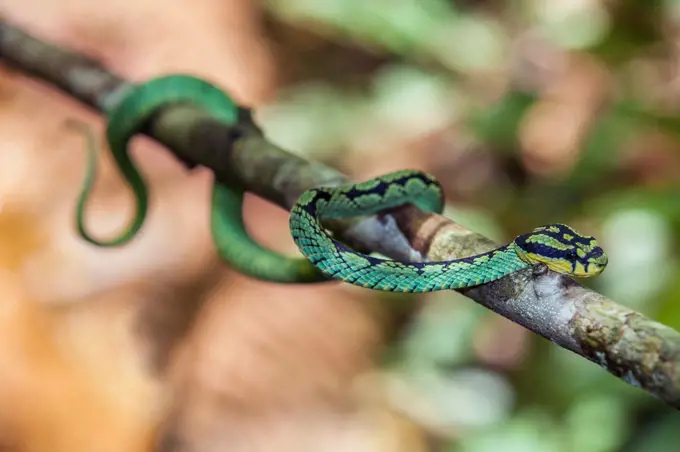 A Green Pit Viper in the Sinharaja Forest Reserve, Sri Lanka.