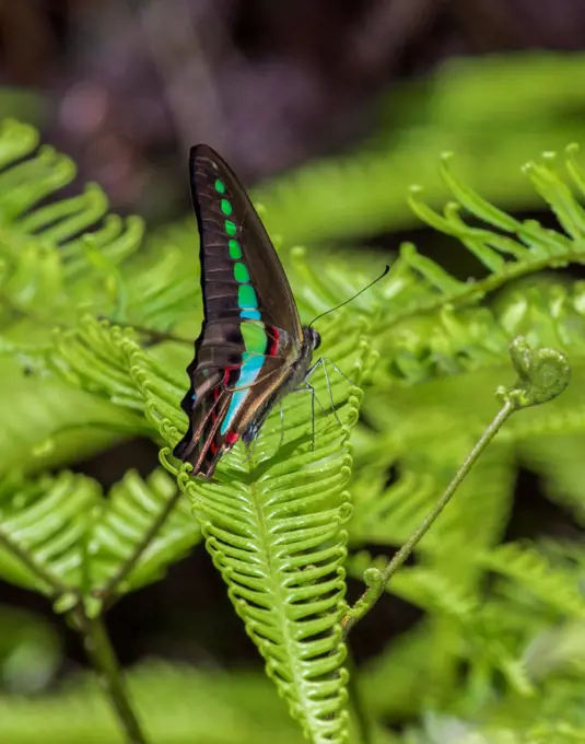 A Common Bluebottle butterfly in the Sinharaja Forest Reserve, Sri Lanka