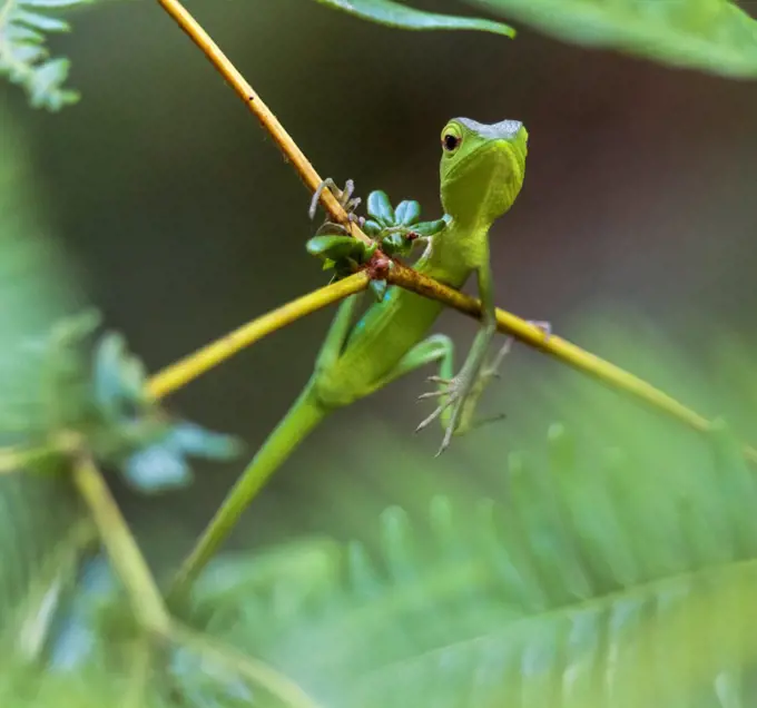 A Common Green Garden Lizard in the Sinharaja Forest Reserve, Sri Lanka