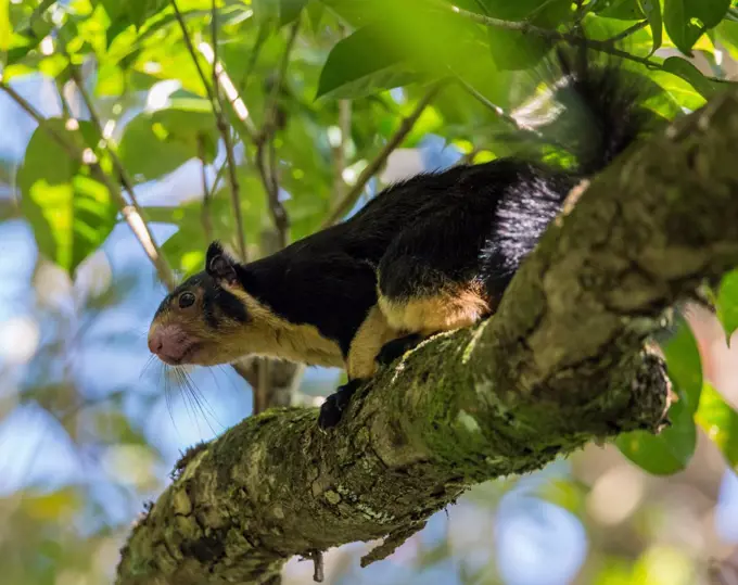 A Giant Squirrel in the Sinharaja Forest Reserve. This rodent is on the IUCN Red List of Threatened Species, Sri Lanka