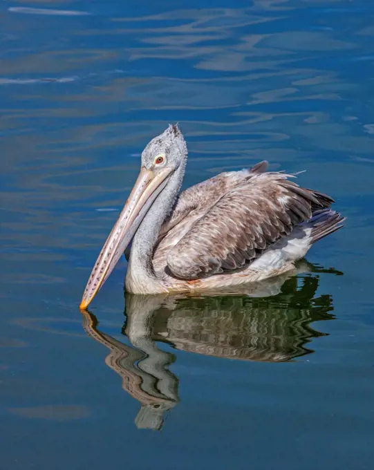 A Spot billed Pelican on Beira Lake. This popular lake is situated in the heart of Colombo, the capital city of Sri Lanka.