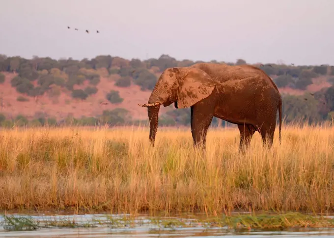 Elephant on island at  Chobe River, Botswana flag, no mans land, Chobe National Park,  near the town of Kasane, Botswana, Southern, Africa,