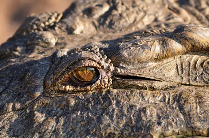 Africa, Botswana,Chobe National Park, lose up of Crocodiles eye