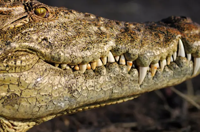 Africa, Botswana,Chobe National Park, Close up of crocodile