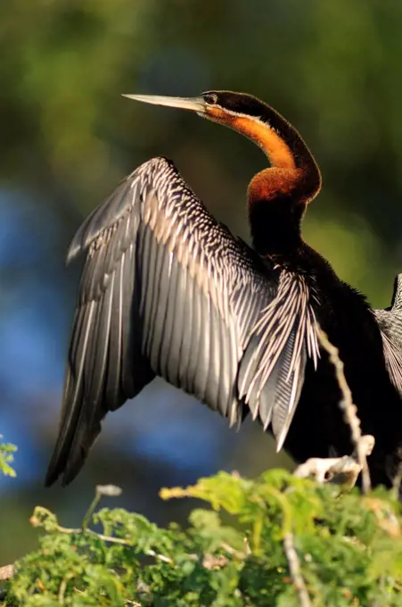 African Darter, Anhinga rufa, Chobe National Park, near the town of Kasane, Botswana, Southern, Africa,