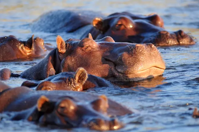 Hippo in Chobe River, Chobe National Park, Botswana, Africa,