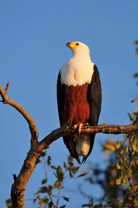 Fish Eagle, Haliaeetus vociferon, perched over the Chobe River, Chobe National park near town of Kasane, Botswana, Africa