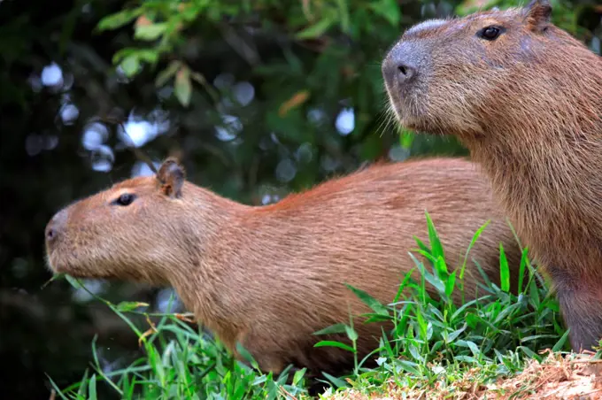 South America, Brazil, Mato Grosso, Pantanal, a male and female capybara, Hydrochoerus hydrochaeris, the largest extant rodent in the world