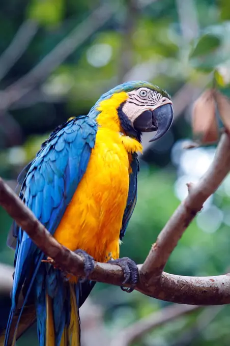 South America, Brazil, Blue and Yellow Macaw, Ara ararauna