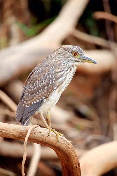 South America, Brazil, Mato Grosso, Pantanal, juvenile Black crowned Night Heron, Nycticorax nycticorax.