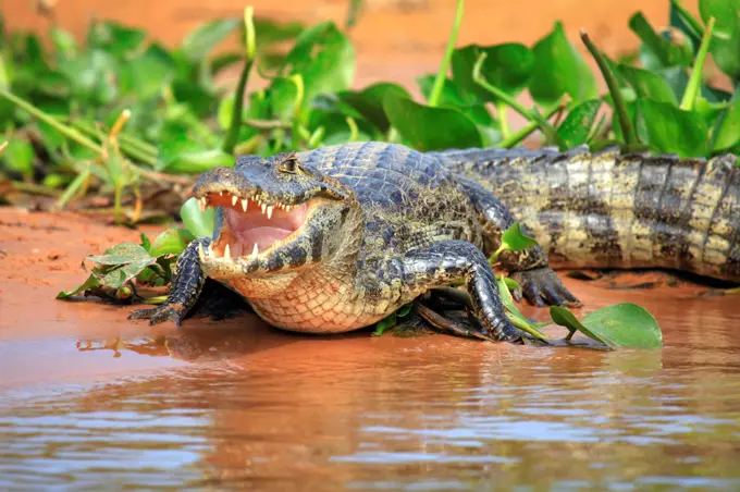 South America, Brazil, Mato Grosso, Pantanal, a Yacare caiman, Caiman crocodilus yacare, with jaws agape