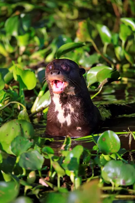 South America, Brazil, Mato Grosso, Pantanal, a giant otter