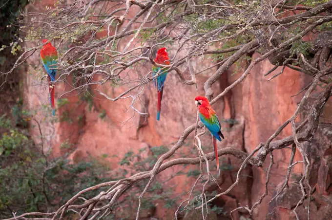 South America, Brazil, Mato Grosso, Bonito, Ara chloropterus, Red and green Macaw, at the Buraco das Araras, Macaw hole.