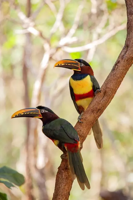 South America, Brazil, Sao Paulo, Chestnut Eared Aracari, Pteroglossus castanotis.