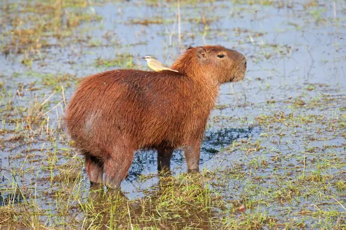 South America, Brazil, Mato Grosso, Pantanal, a capybara, Hydrochoerus hydrochaeris, the largest extant rodent in the world with a flycatcher perched on its back