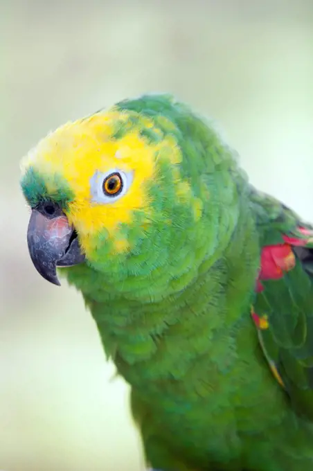 South America, Brazil, Para, Ilha de Marajo a Yellow crowned Amazon or Yellow crowned Parrot, Amazona ochrocephala,