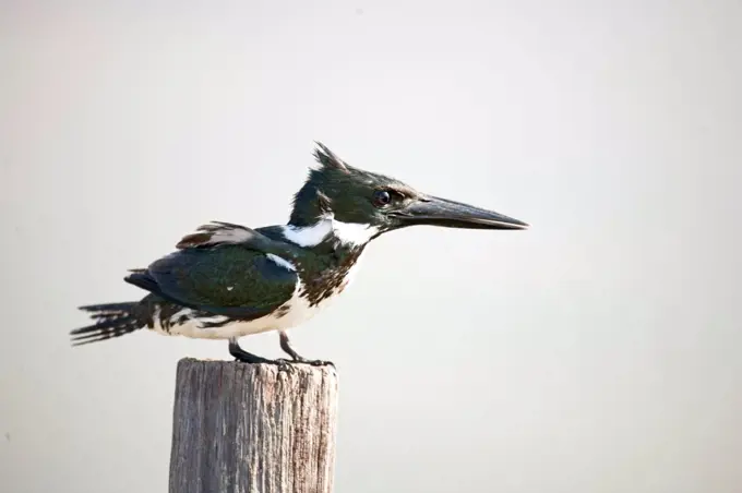 South America, Brazil, Para, Ilha de Marajo a female Amazon Kingfisher, Chloroceryle amazona,