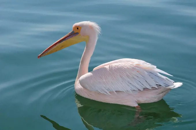 Africa, Namibia, Walvis Bay, Pelican in the harbour