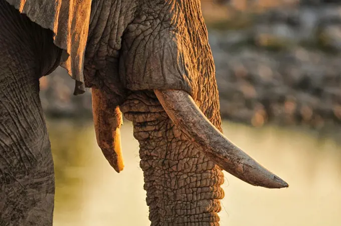 Elephant at waterhole, Etosha National parrk, Namibia, Africa