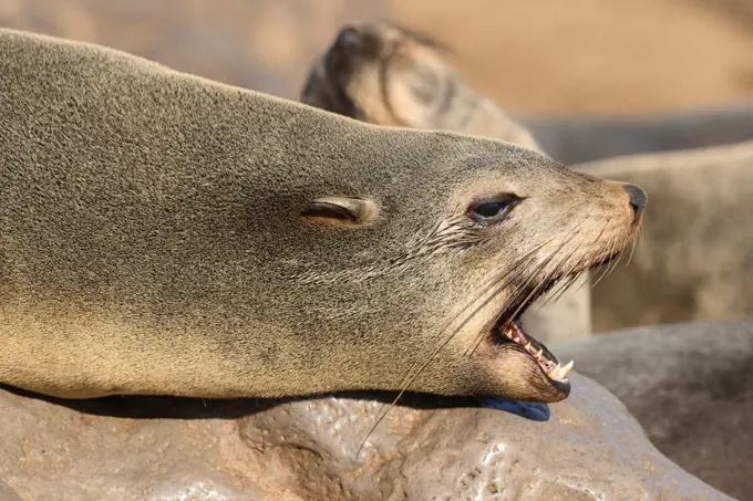 Africa, Namibia, Cape Cross, Seal Colony on the Skelleton Coast