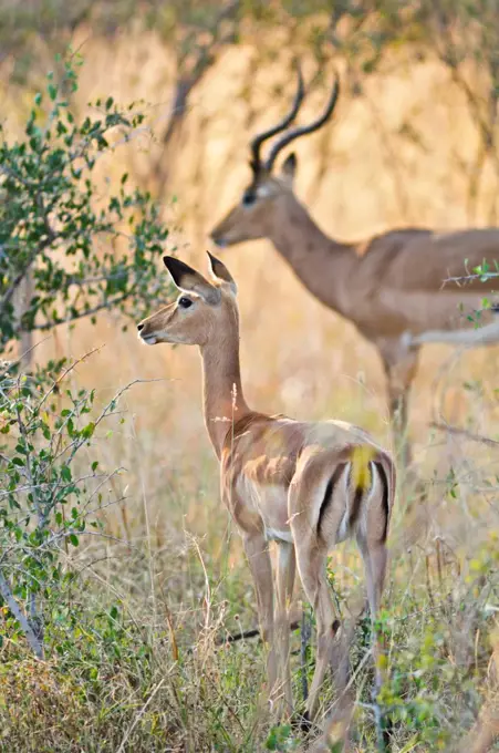 Africa, Namibia, Caprivi, Anterlope in the Bwa Bwata National Park