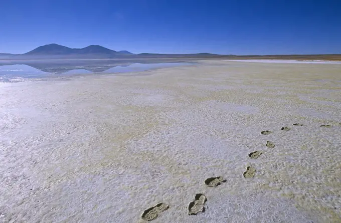 Chile, Region I, Pica. Salar de Huasco, a saltpan near the village of Pica, Northern Chile