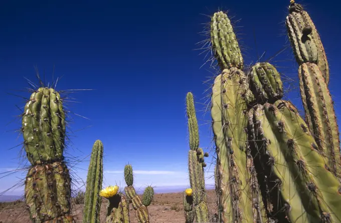 Chile, Iquique Region. Flowering cactus in the High Altiplano of Northern Chile