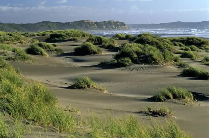 Chile, Region X, Parque National Chiloe. Dunes on the west coast of Chiloe in Southern Chile