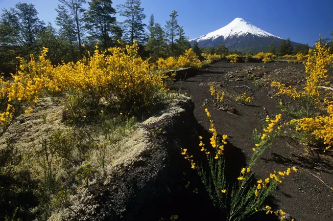 Chile, Region X. Mt Osorno, 2,652 m (8,701 feet), extinct volcano in the Chilean Lake District, Los Lagos, Southern Chile