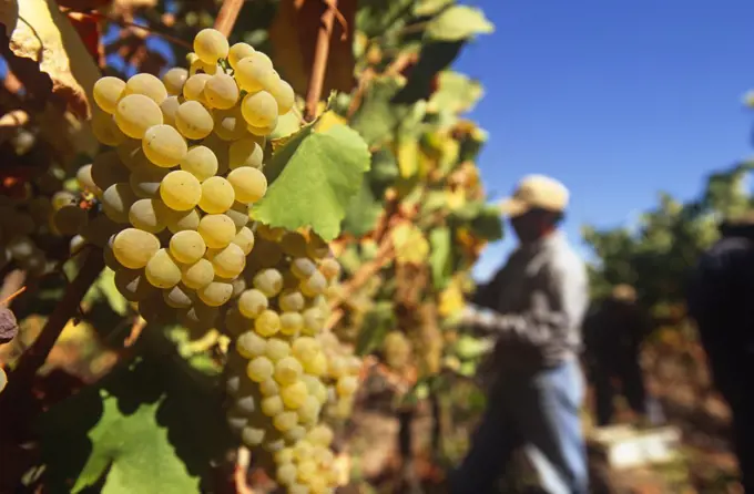 Chile, Region V, Santiago. Harvesting Chardonnay grapes at the Cousino Macul Vineyards, Central Chile.