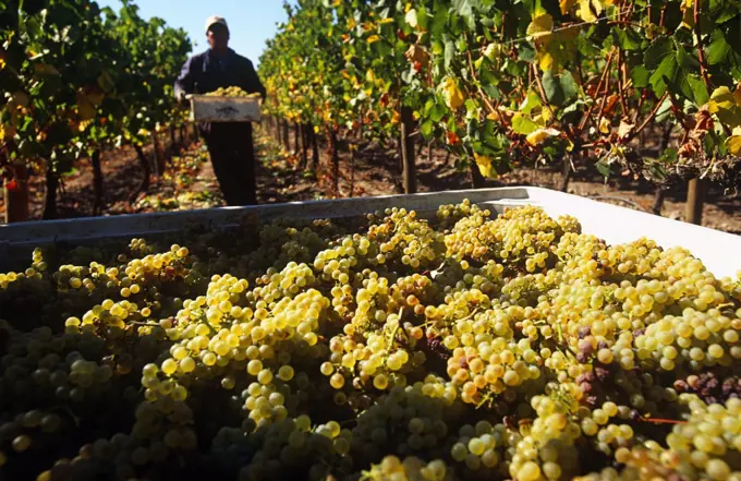 Chile, Region V, Santiago. Harvesting Chardonnay grapes at the Cousino Macul Vineyards, Central Chile.