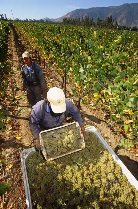 Chile, Region V, Santiago. Harvesting Chardonnay grapes at the Cousino Macul Vineyards, Central Chile.