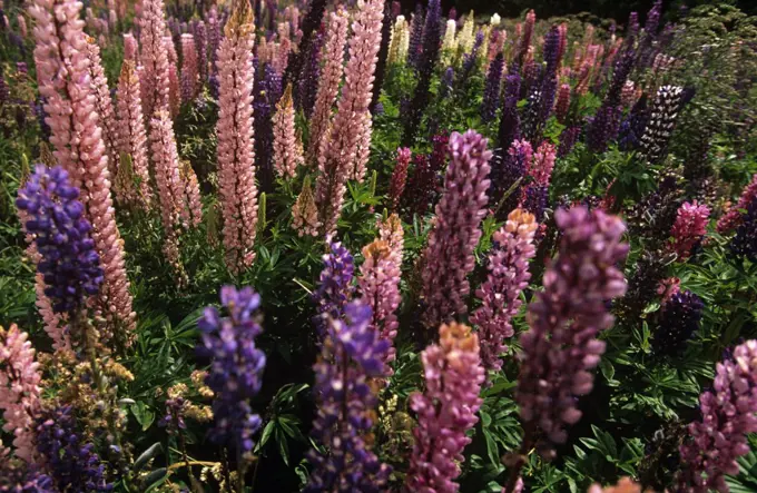 Chile, Region XI, Aisen. Field of Lupins