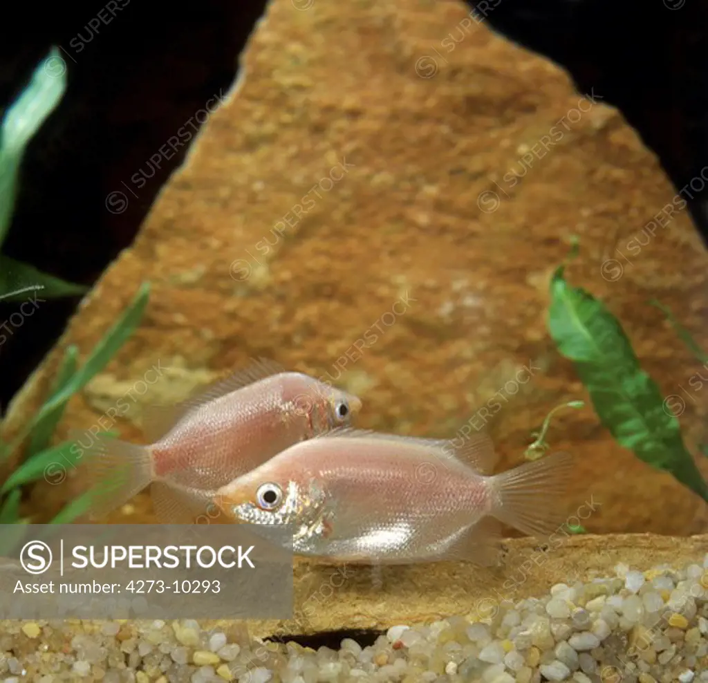 Kissing Gourami, Helostoma Temminckii, Aquarium Fishes